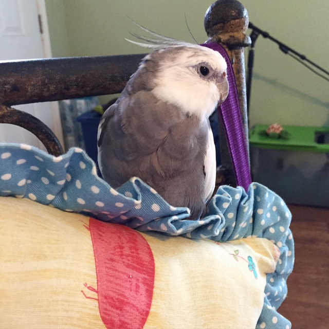 Happiness is....when your mommy sits up straight in her work chair so you can enjoy the soft, comfy parrot-sized pillow she put there just for you.