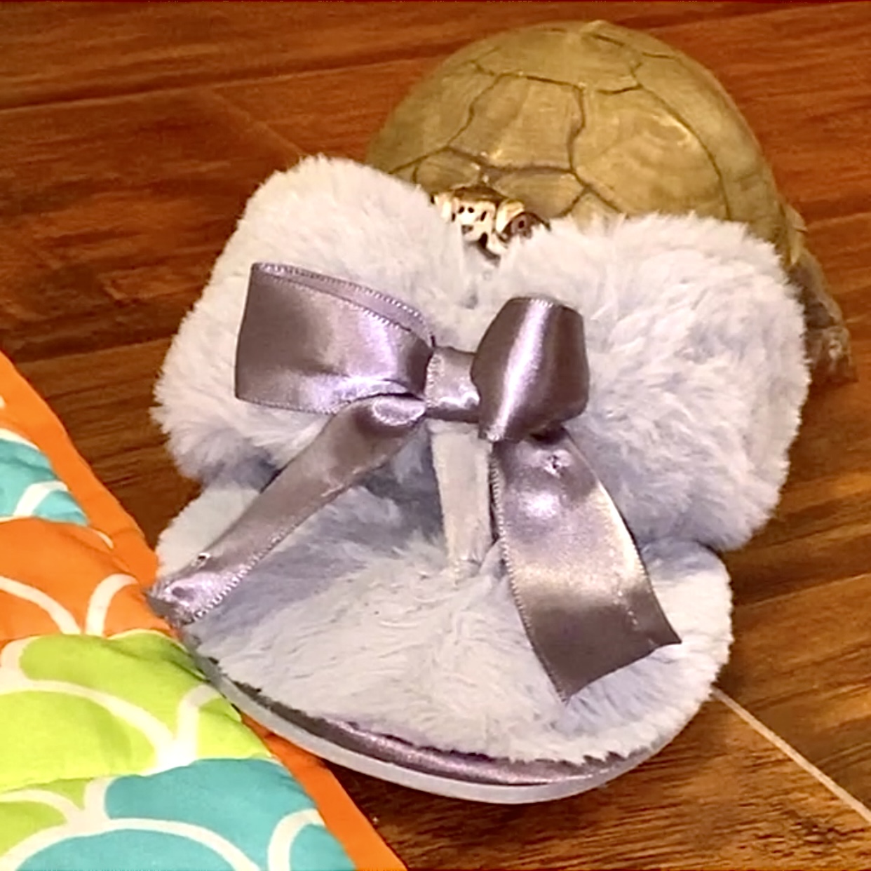 box turtle sits in slipper