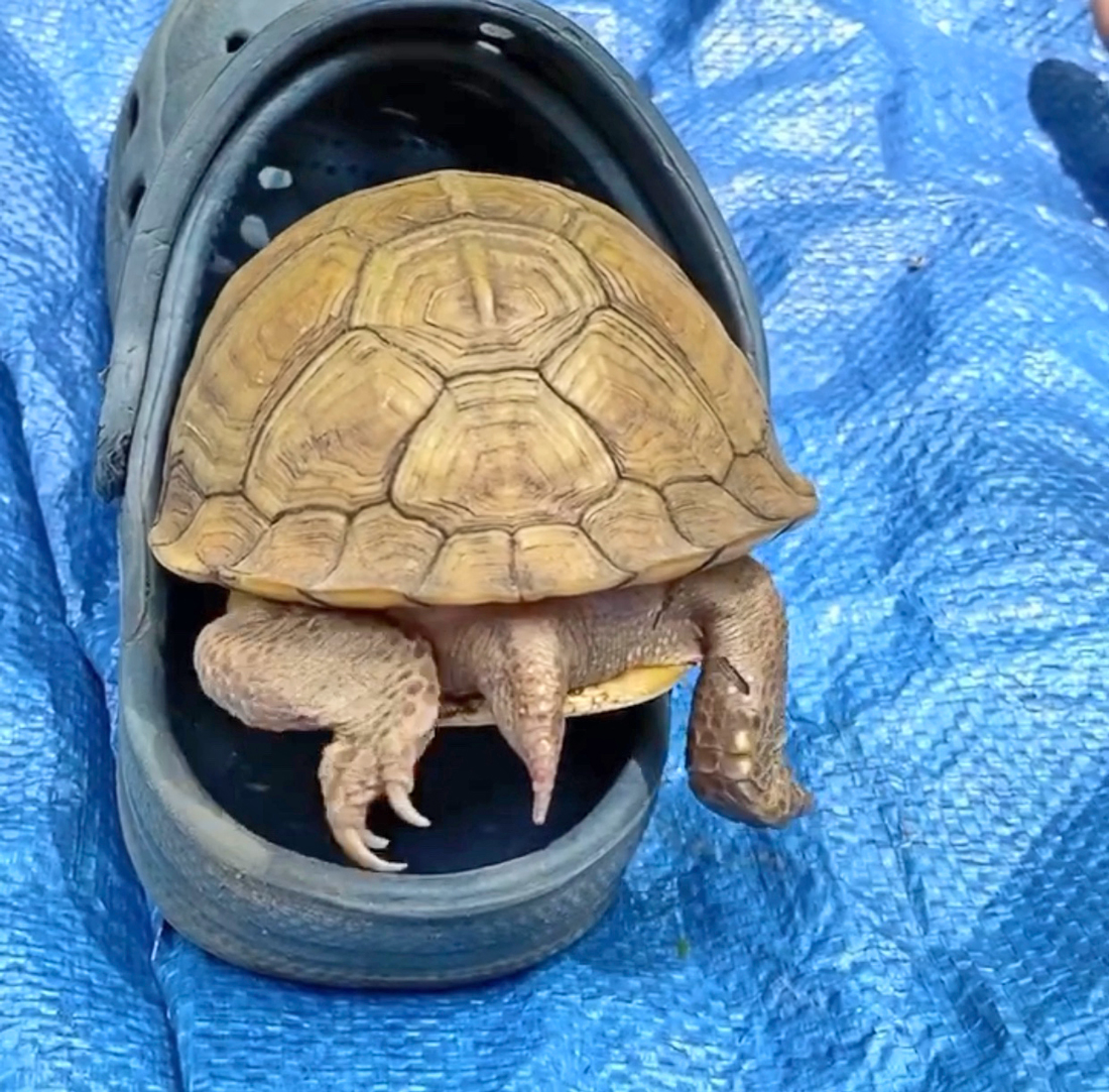 box turtle hides in Crocs sandal