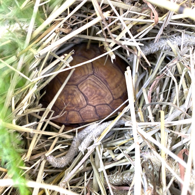 box turtle in hay for hibernation