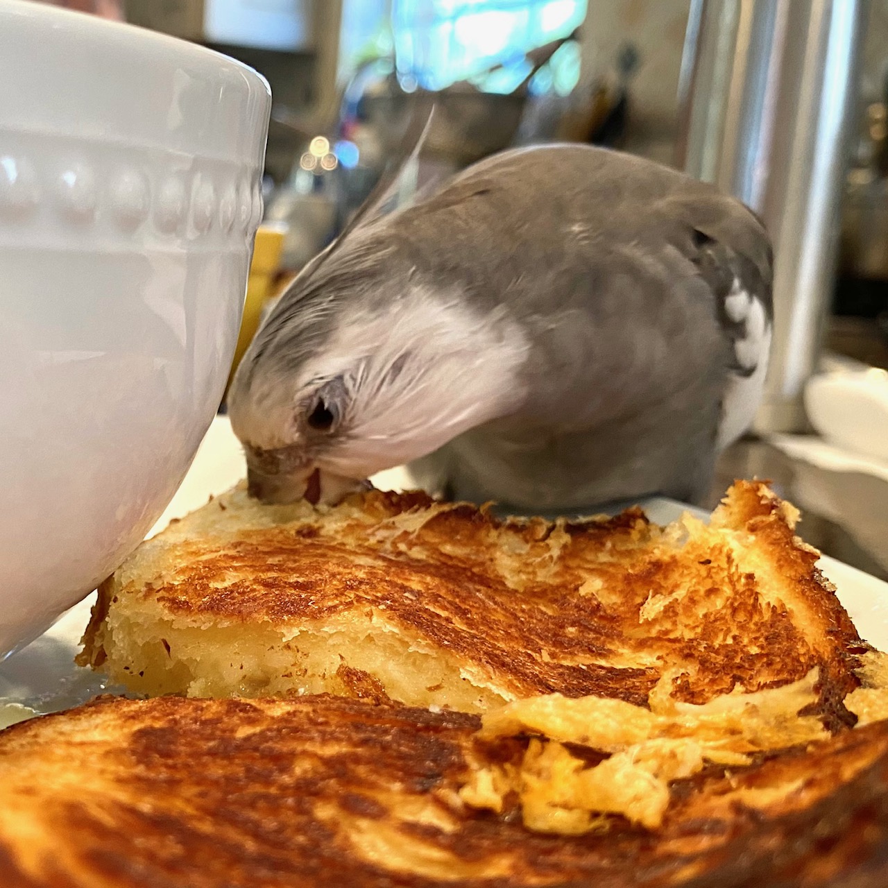 cockatiel eats grilled cheese sandwich