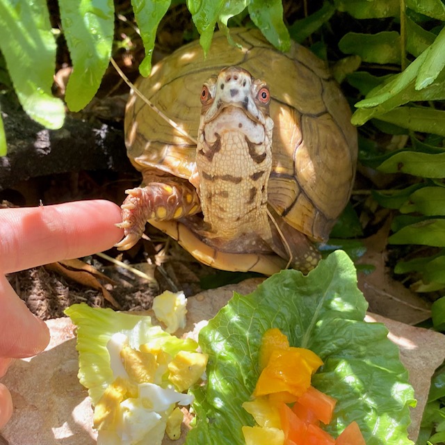box turtle touches rescuer's finger