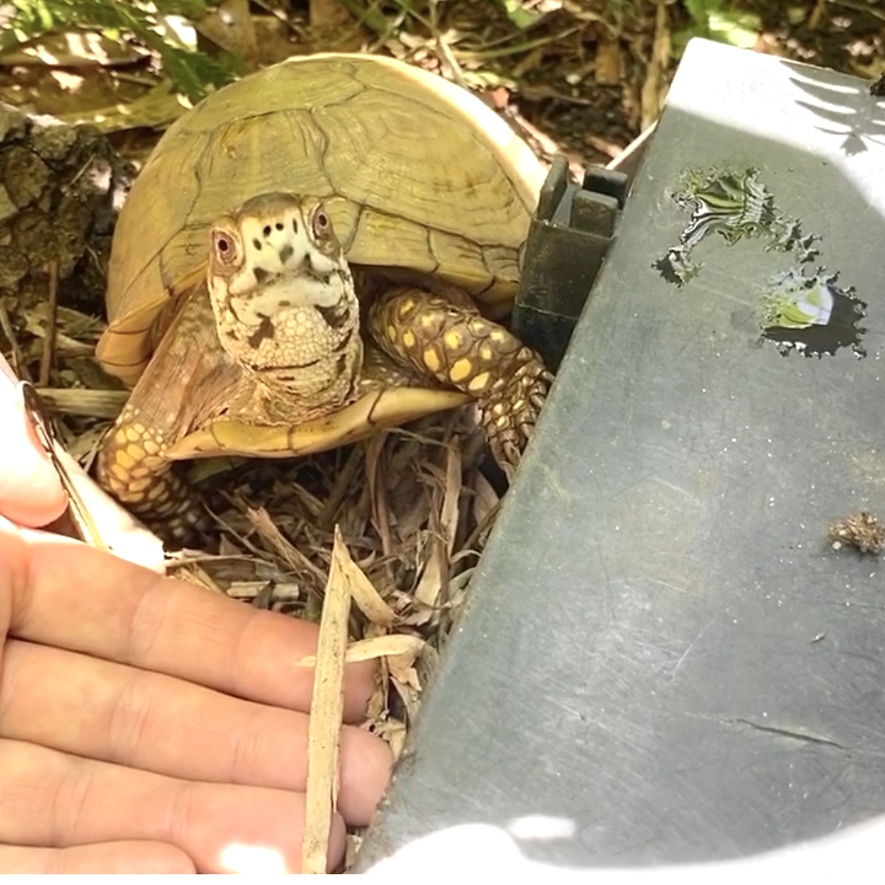 box turtle with rescue mom