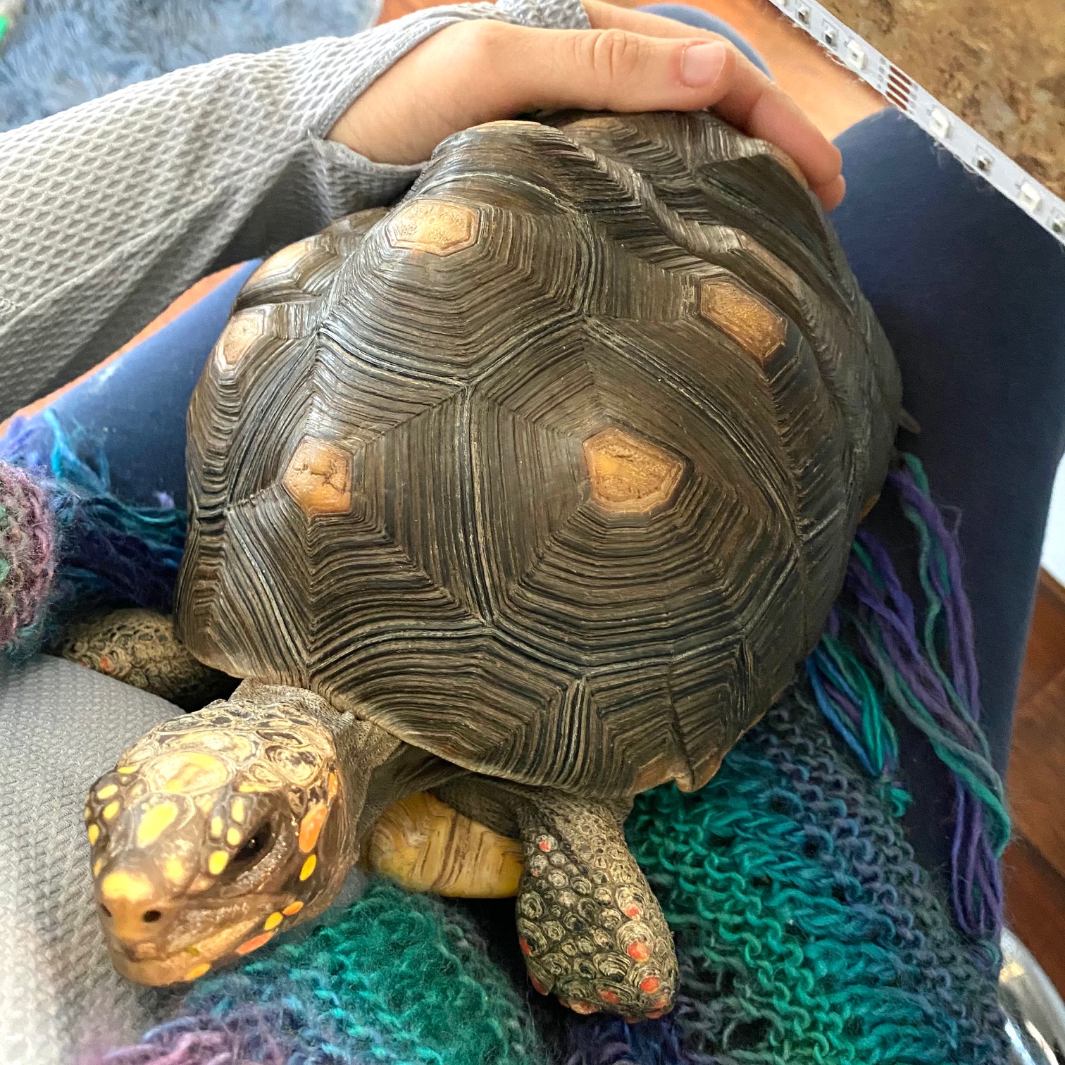 pet tortoise in lap
