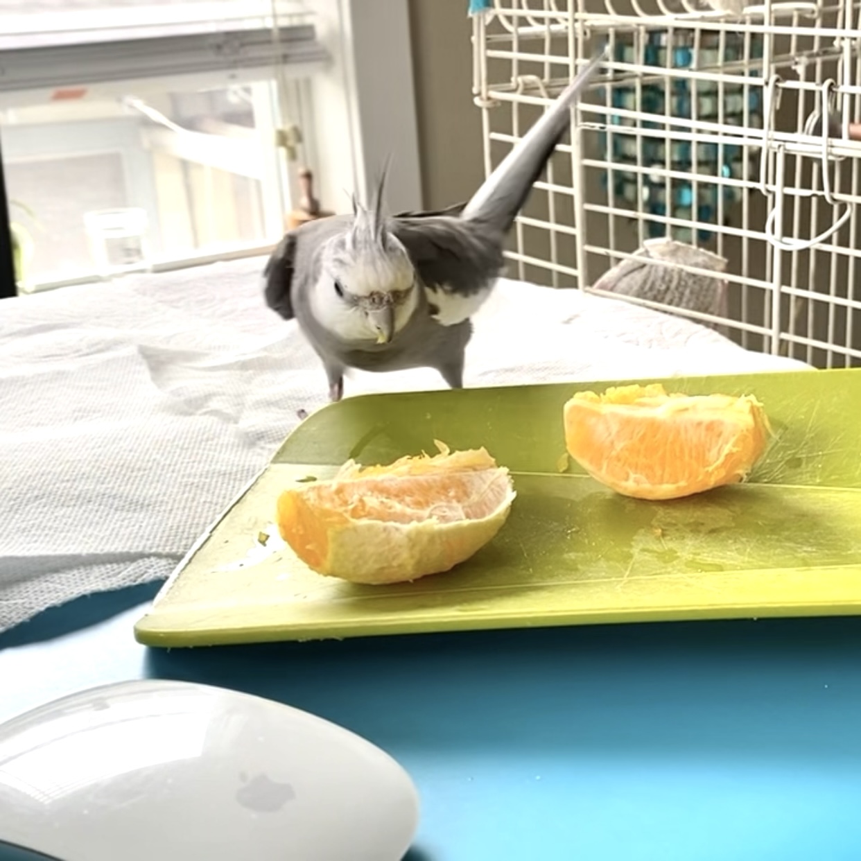 cockatiel with orange
