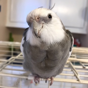 Pearl a whiteface cockatiel