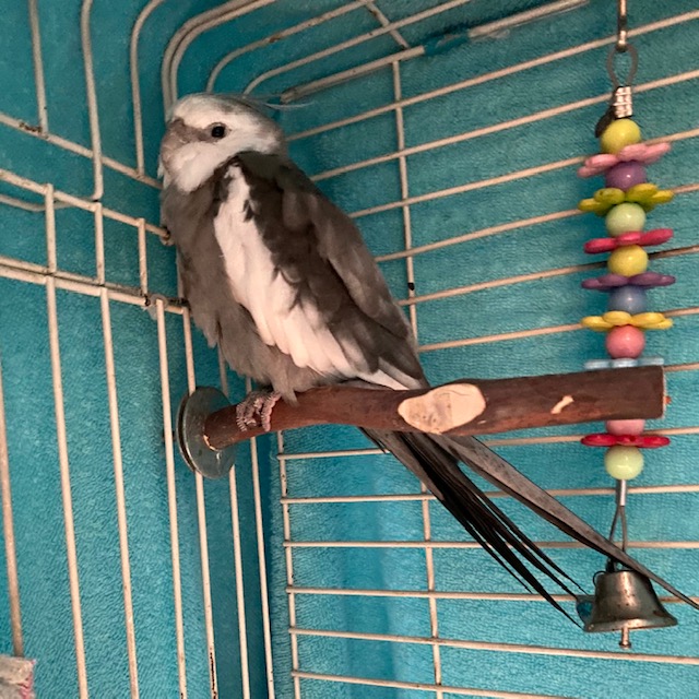 sleepy cockatiel in cage