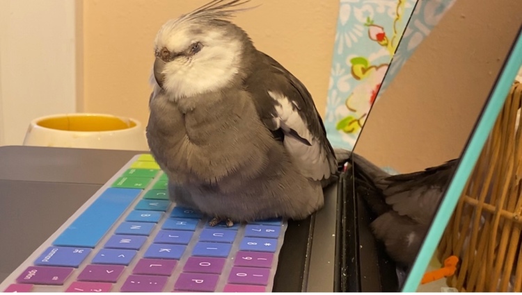 cockatiel napping on laptop
