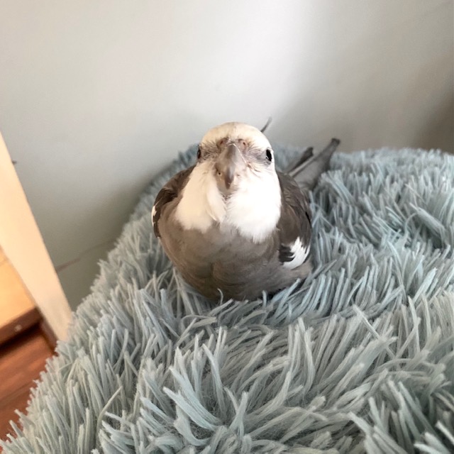 cockatiel sits on fluffy pillow