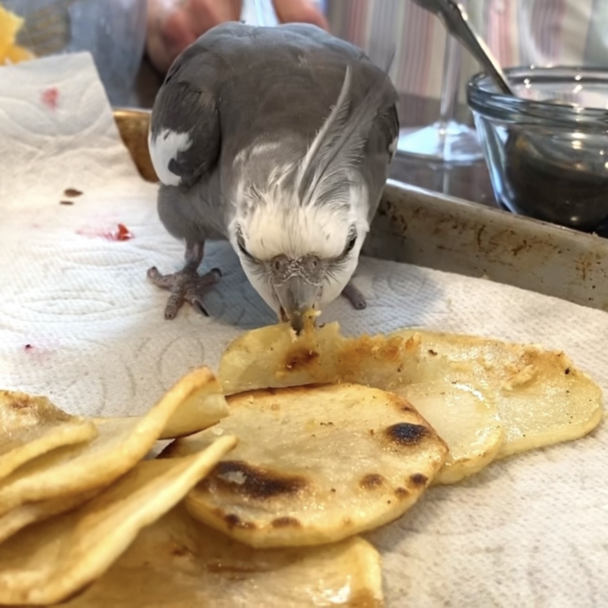 cockatiel eats potatoes