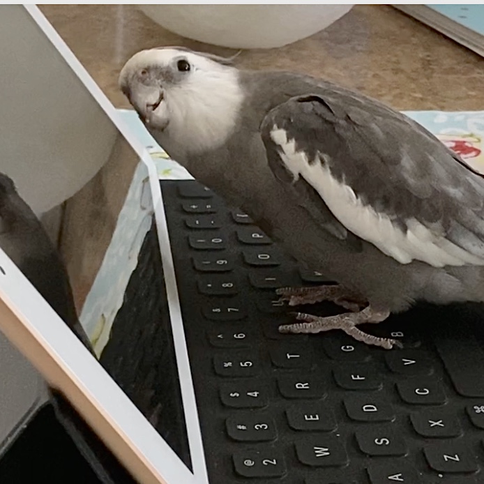 cockatiel stands on iPad
