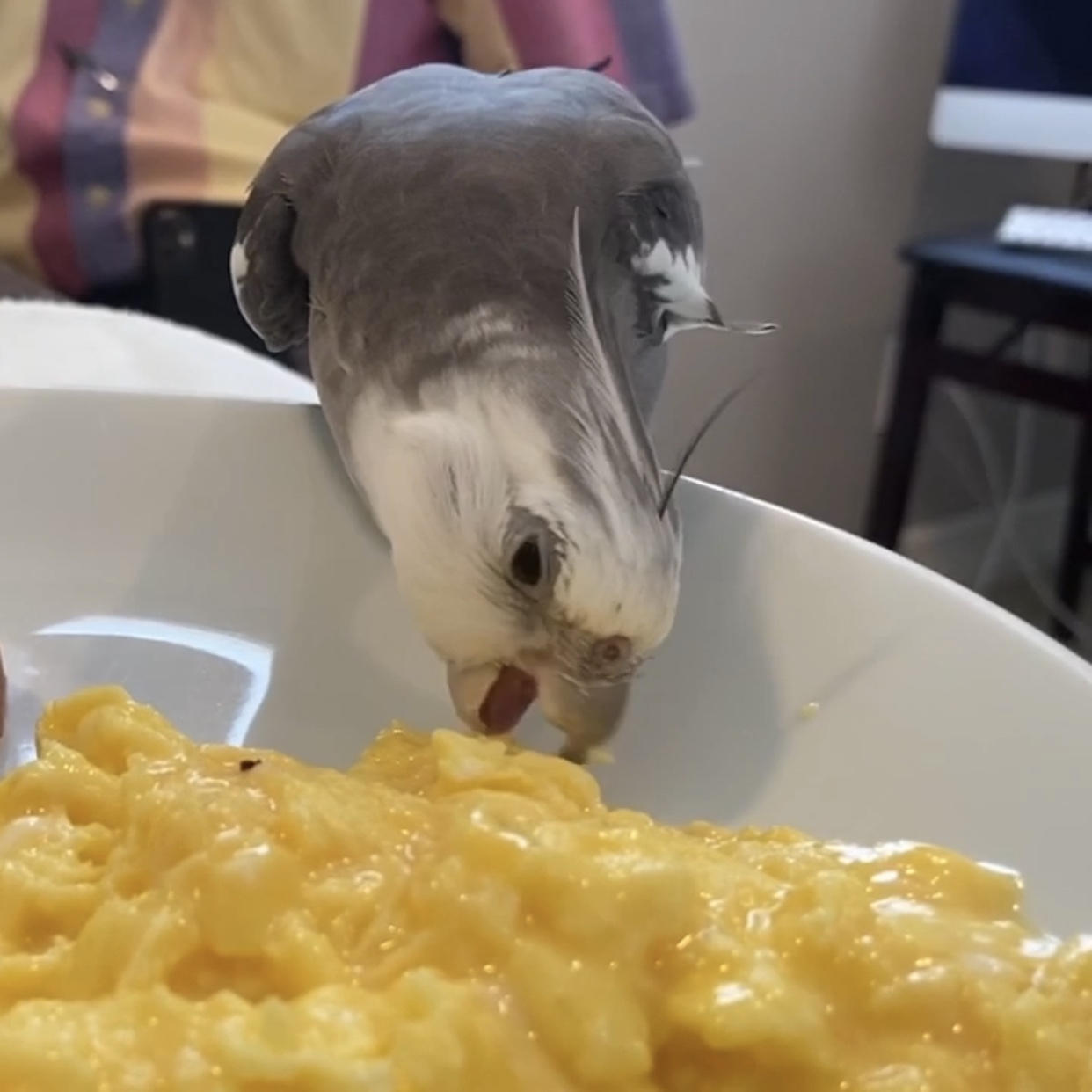cute cockatiel eats scrambled eggs