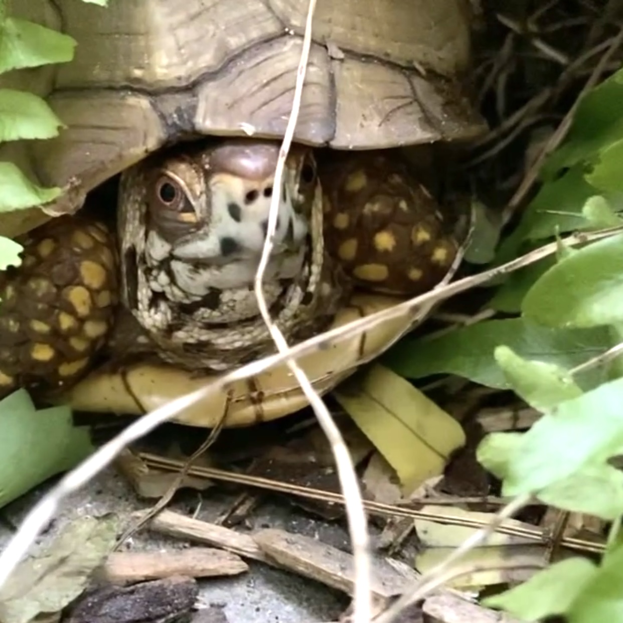 hiding box turtle