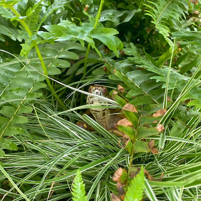 box turtle in ferns