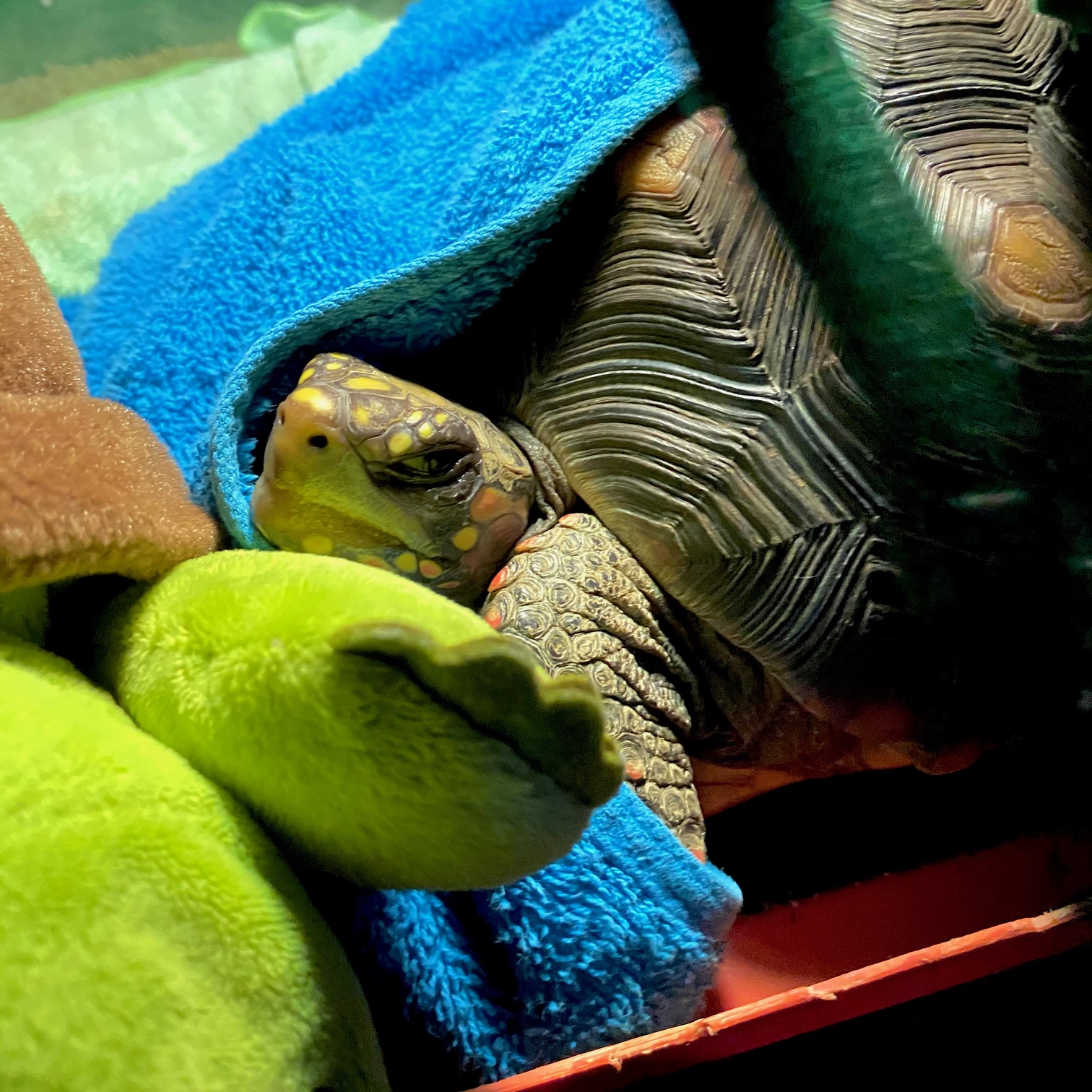resting redfoot tortoise