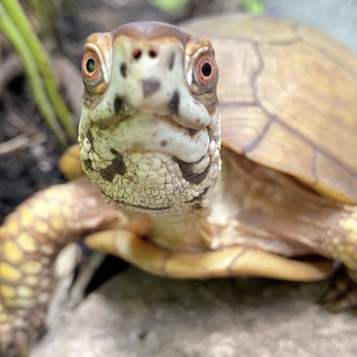 box turtle stare