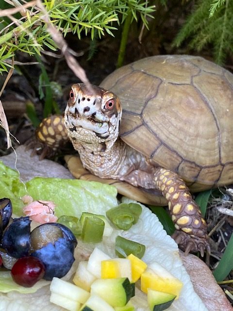 rescued box turtle with food