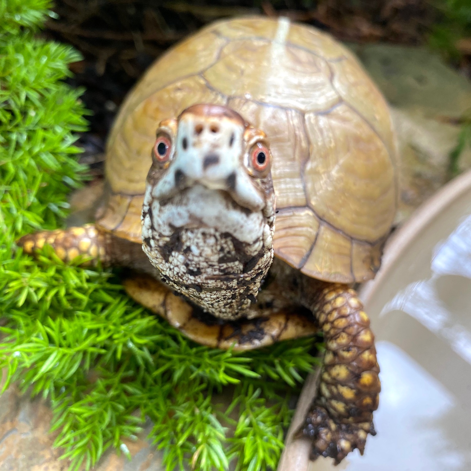 rescued male 3 toed box turtle
