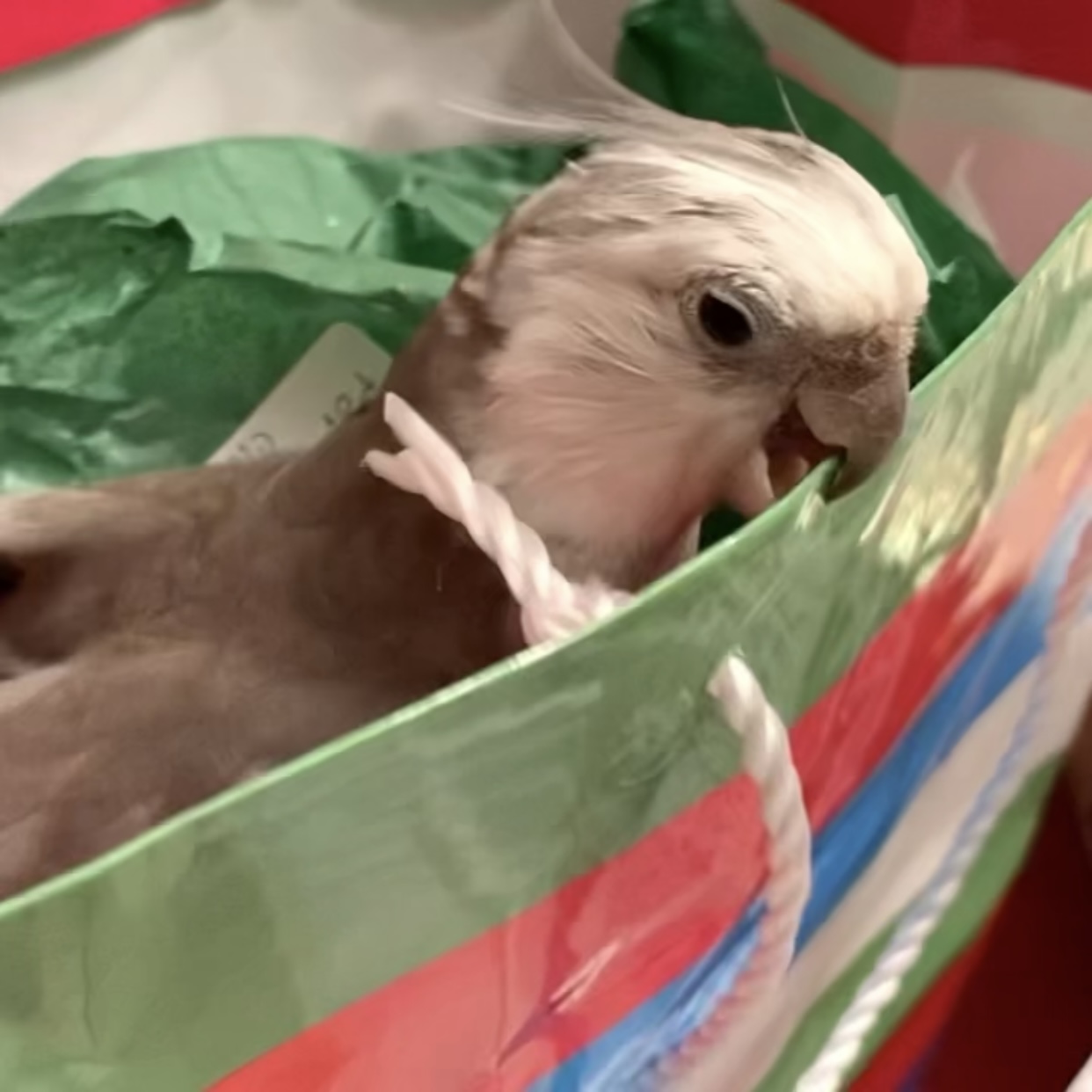 cockatiel nesting in gift bag