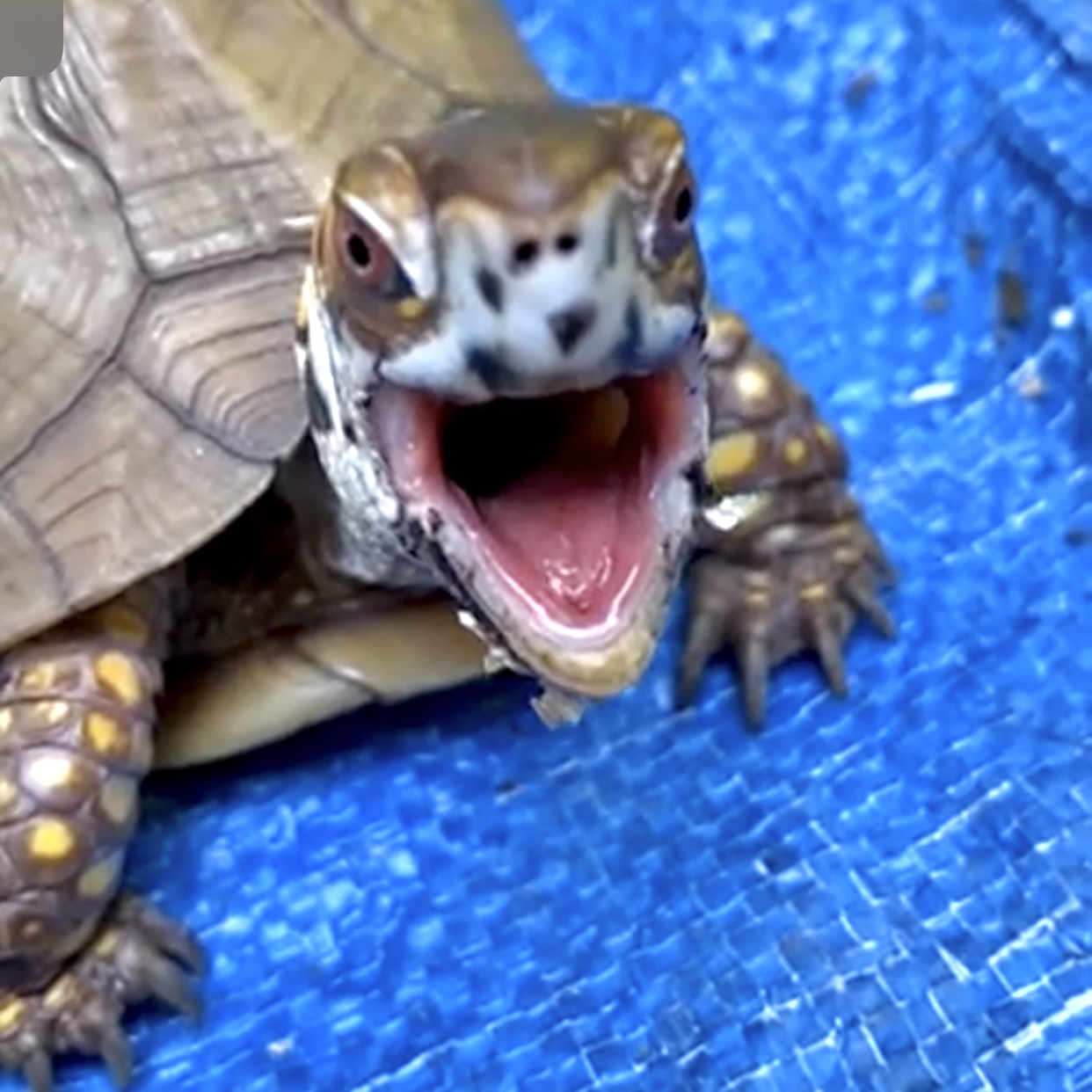 box turtle yawn