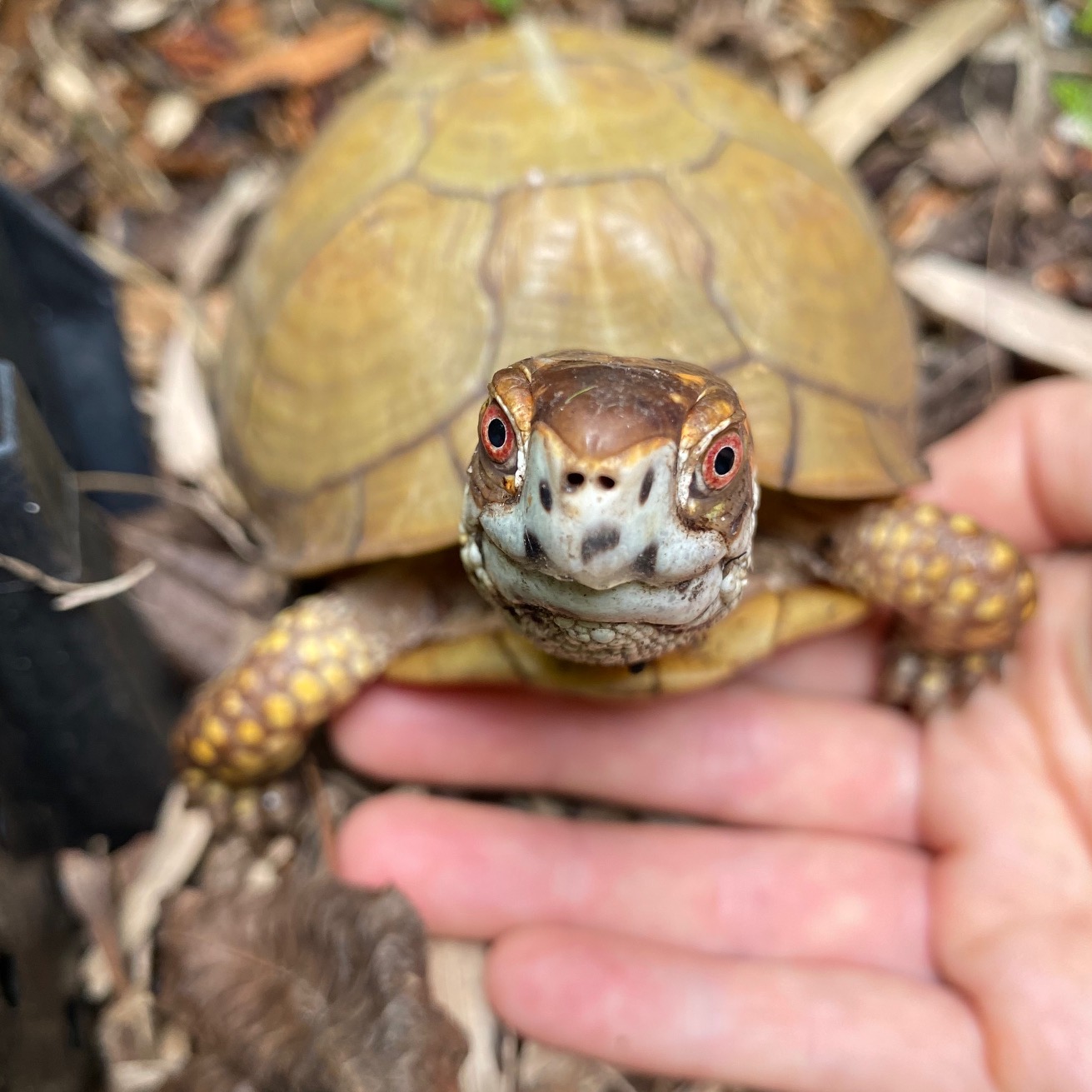 box turtle with red eyes