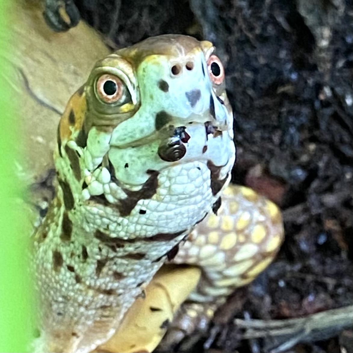 box turtle with garden snail