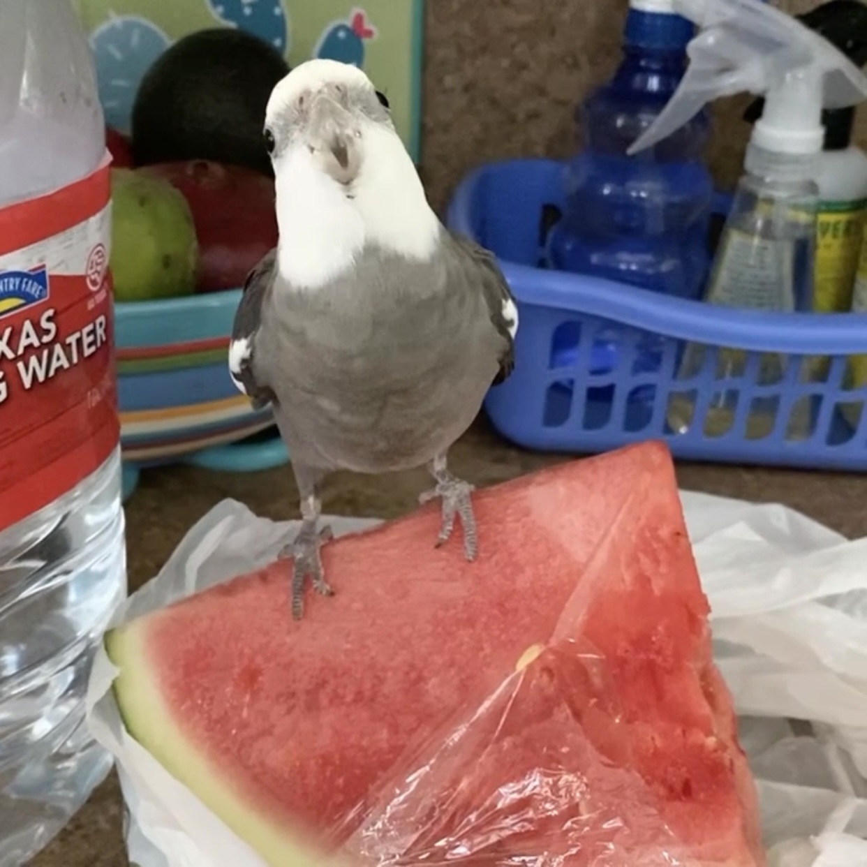 cockatiel sits on watermelon