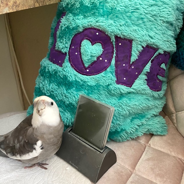 cockatiel poses with love pillow