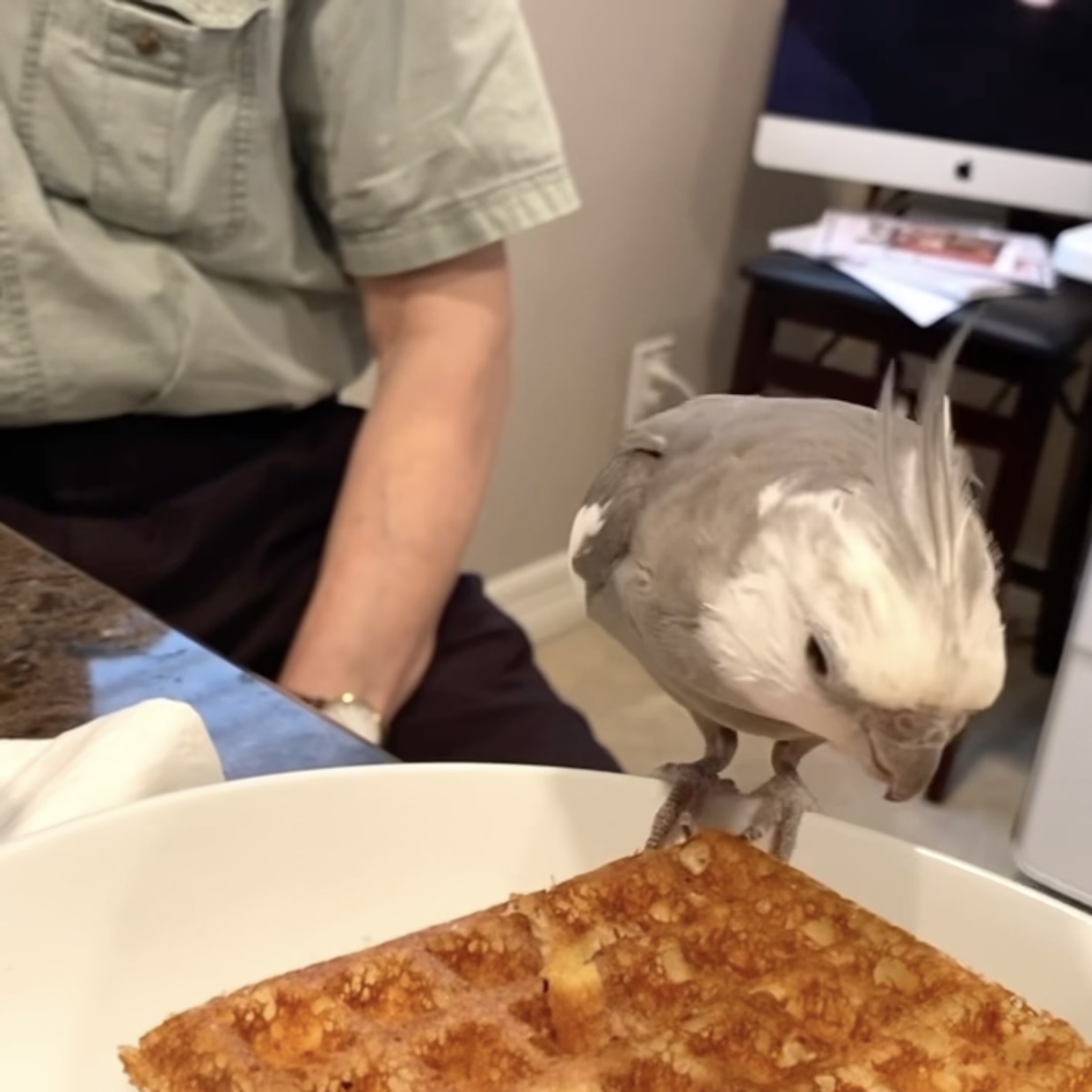 cockatiel eats waffle