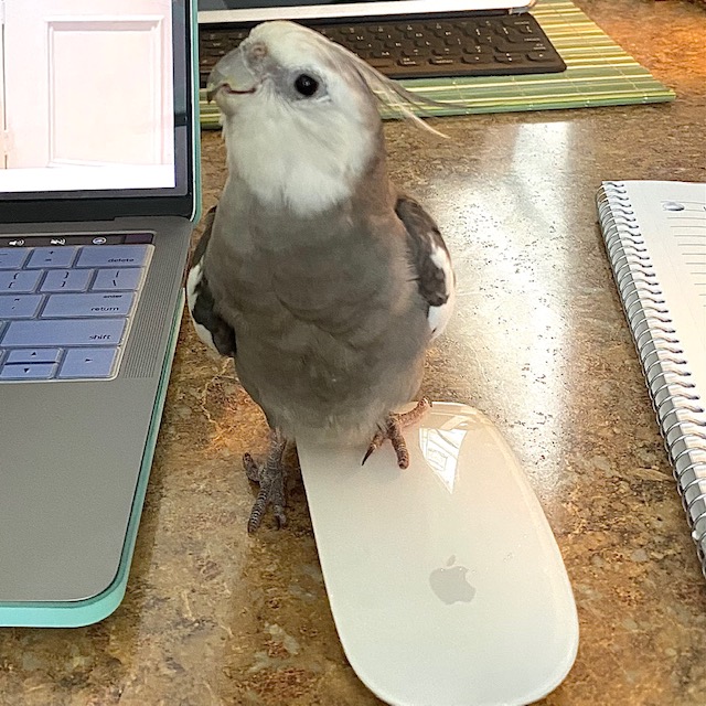 cockatiel stands on apple mouse