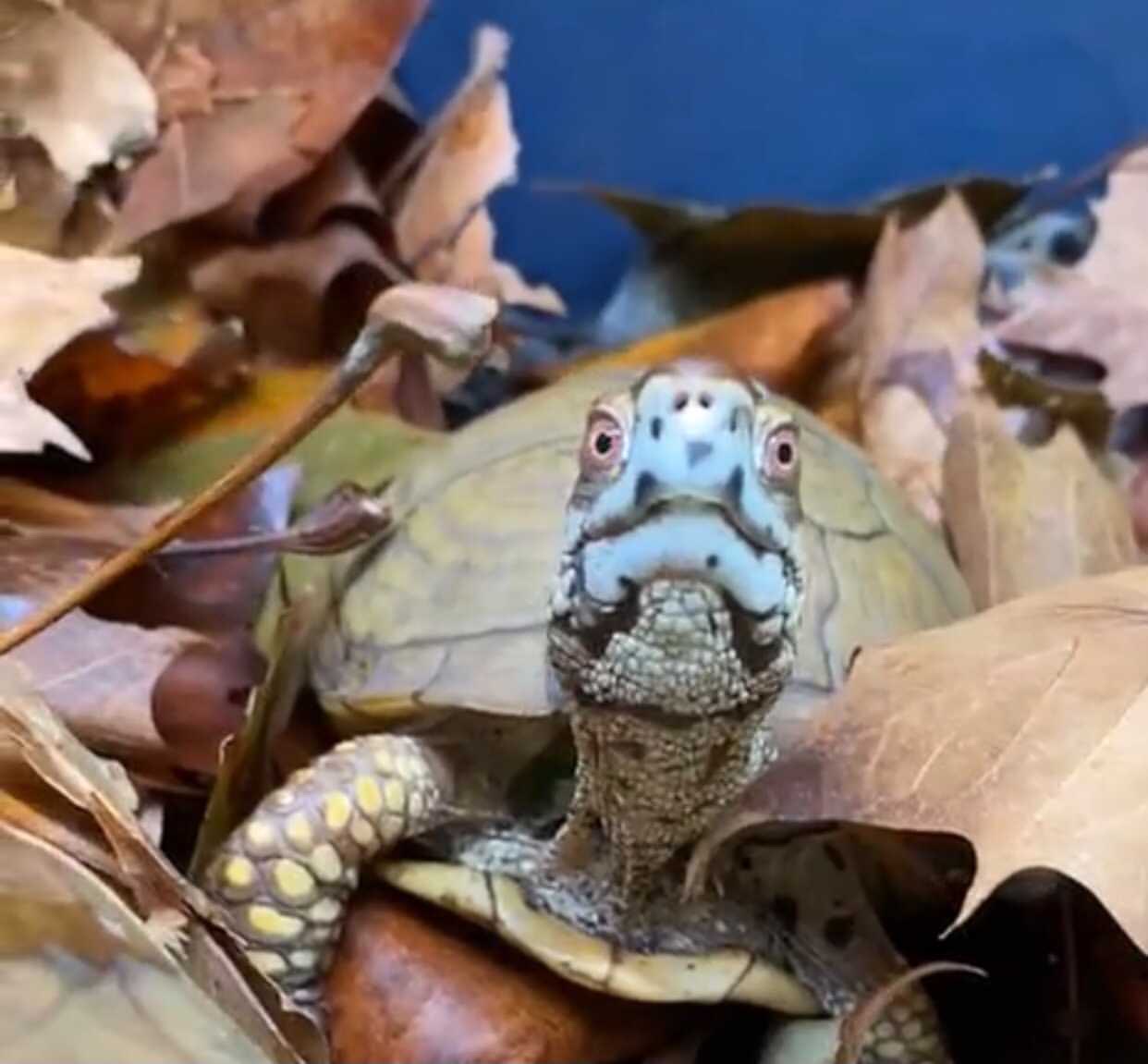 box turtle in fall maple leaves