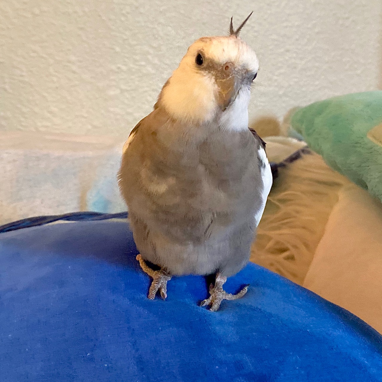 cockatiel sits on blue pillow
