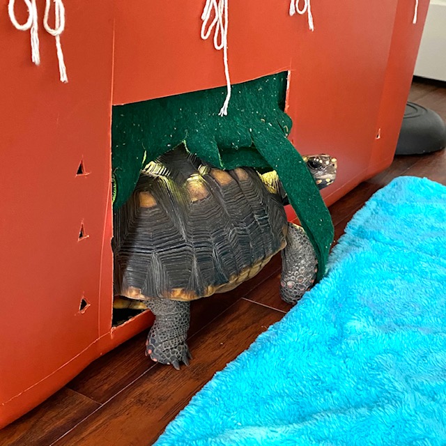 redfoot tortoise indoors