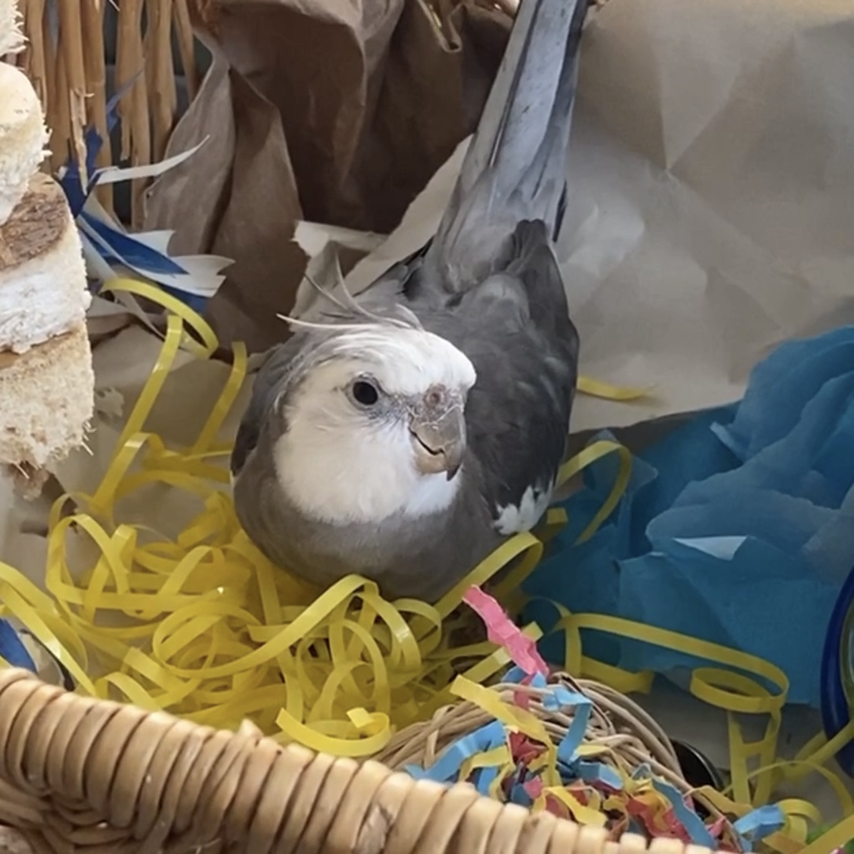cockatiel nesting in a basket