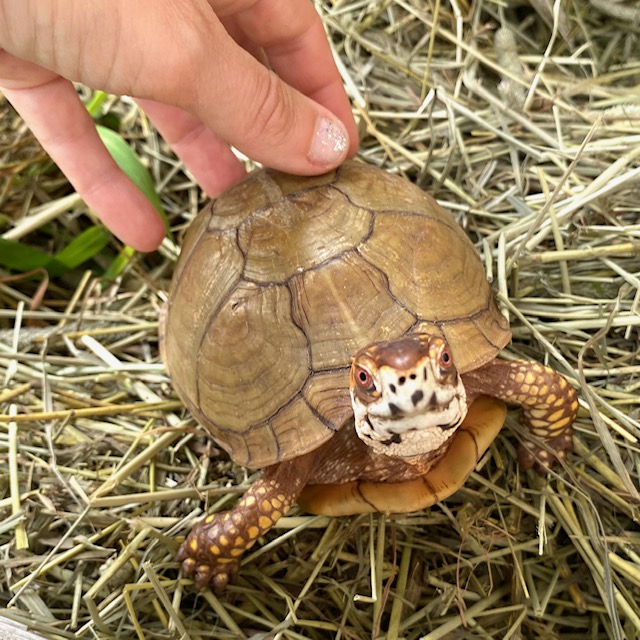 rescued box turtle