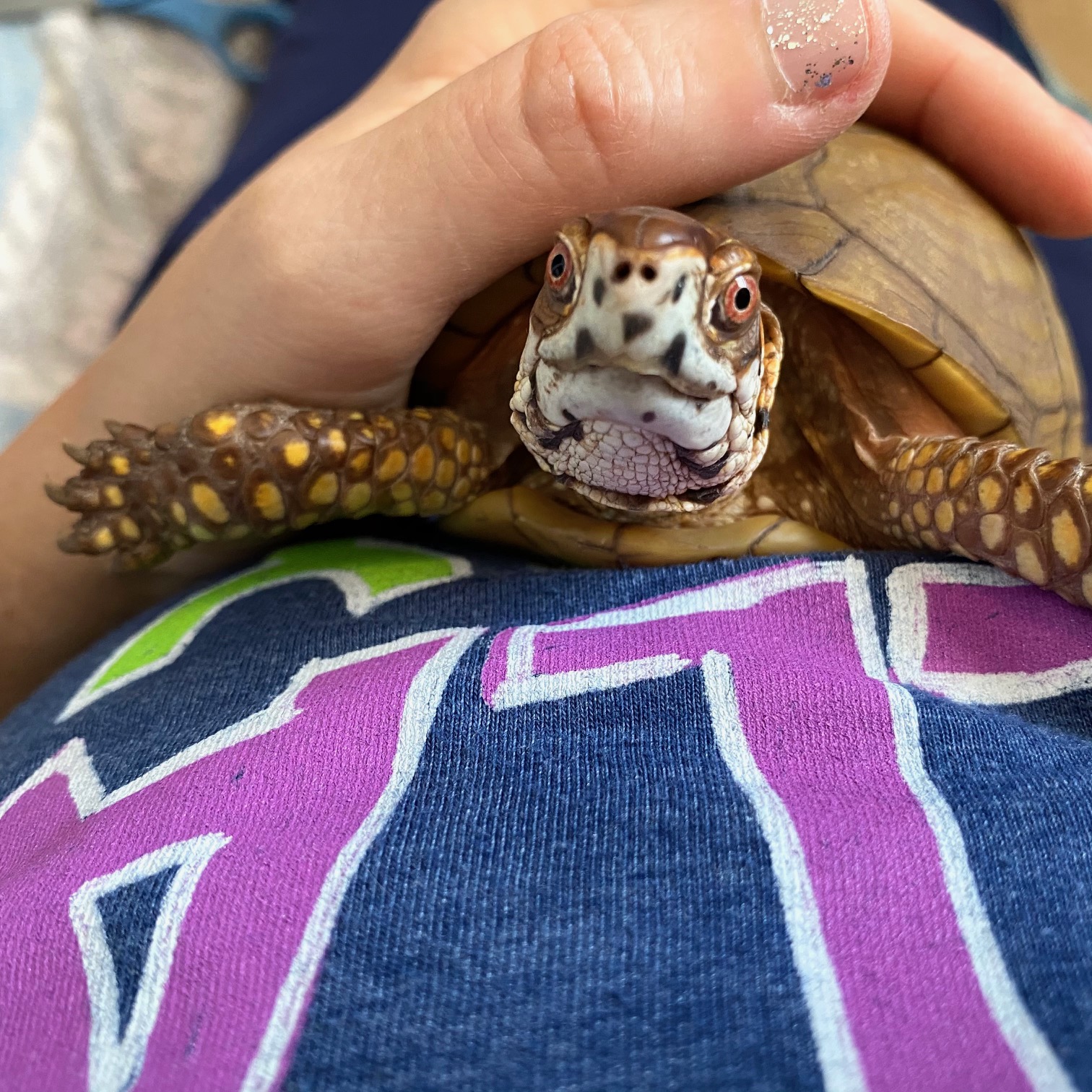 box turtle with rescue mommy