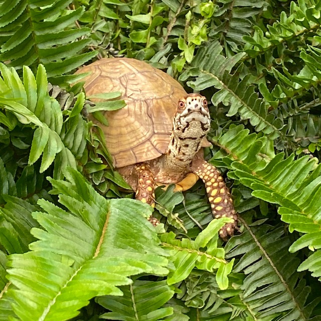 box turtle climbs fern