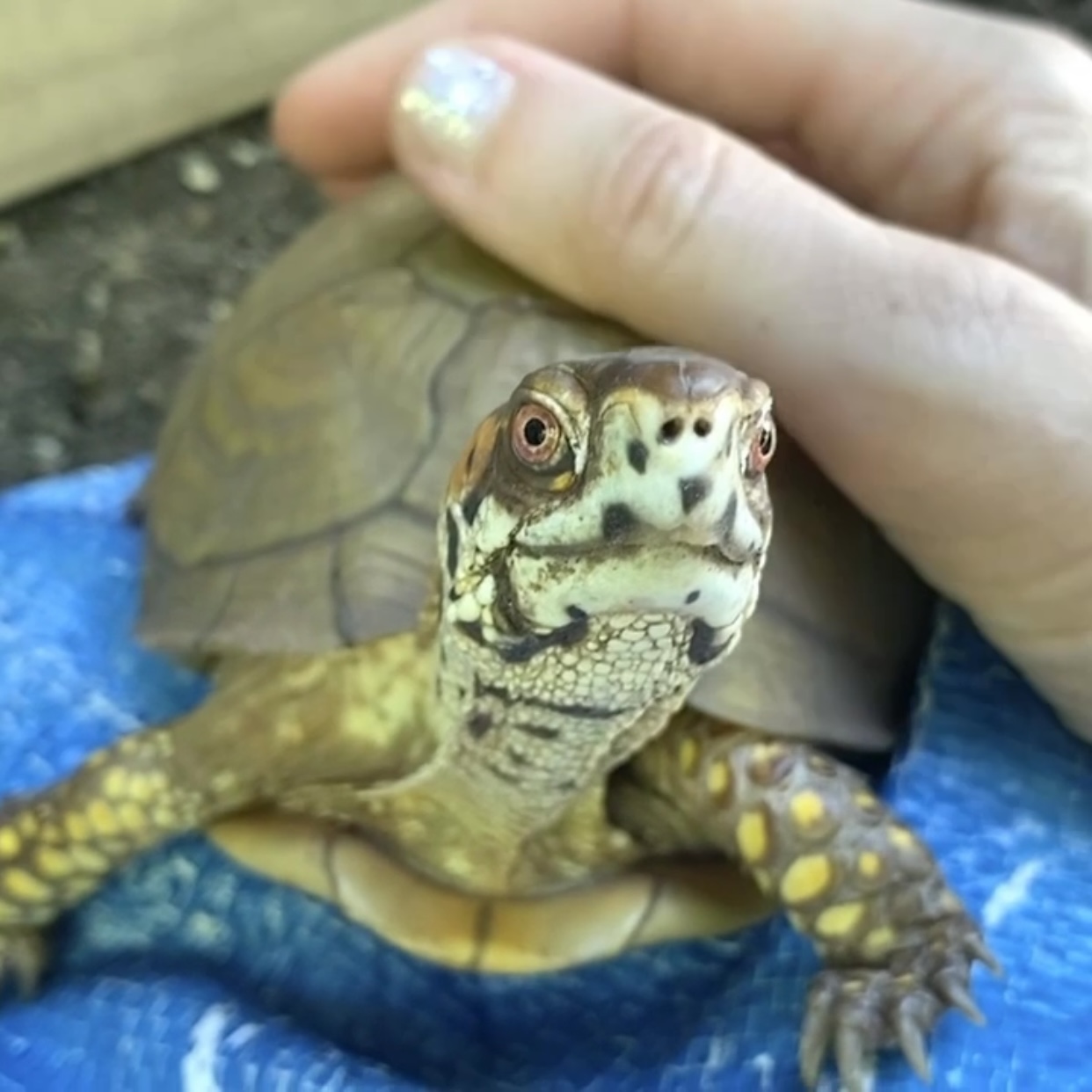 box turtle gets shell pats