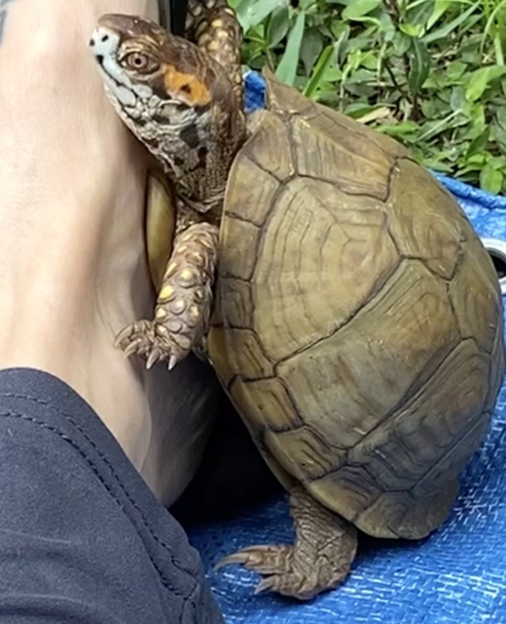 box turtle with foot