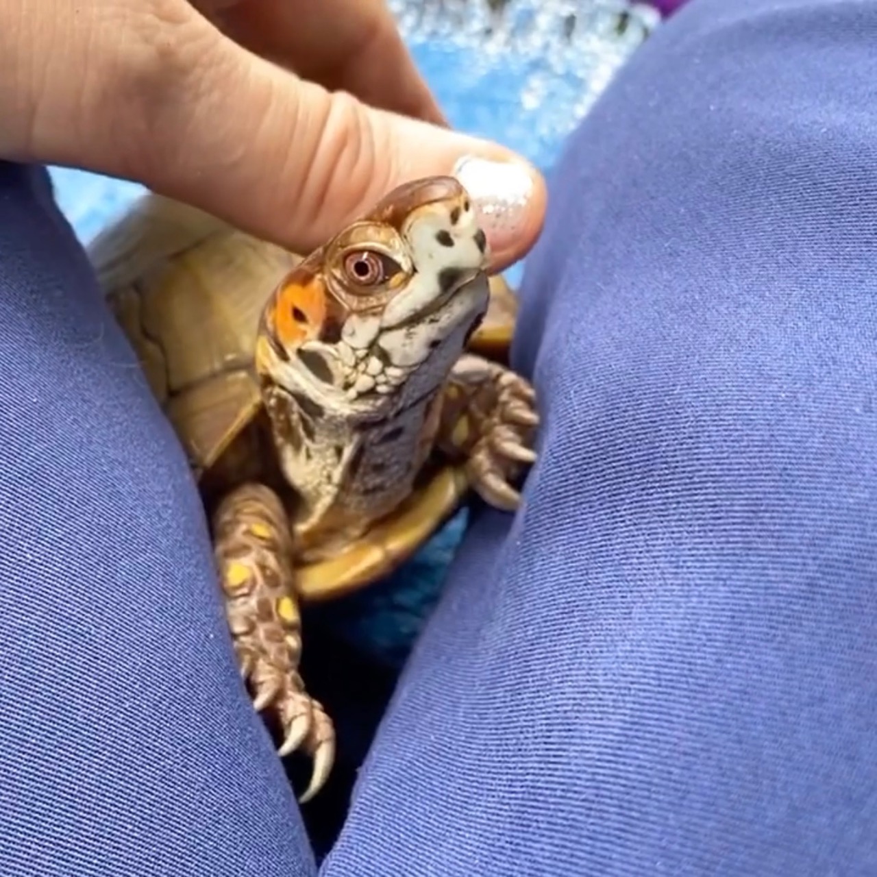 box t turtle front claws