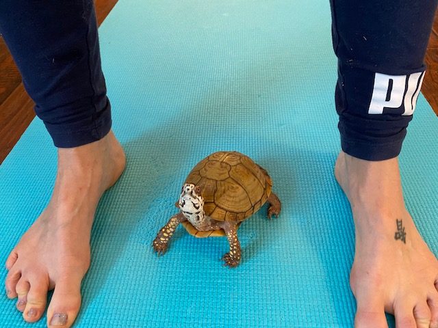 box turtle does yoga