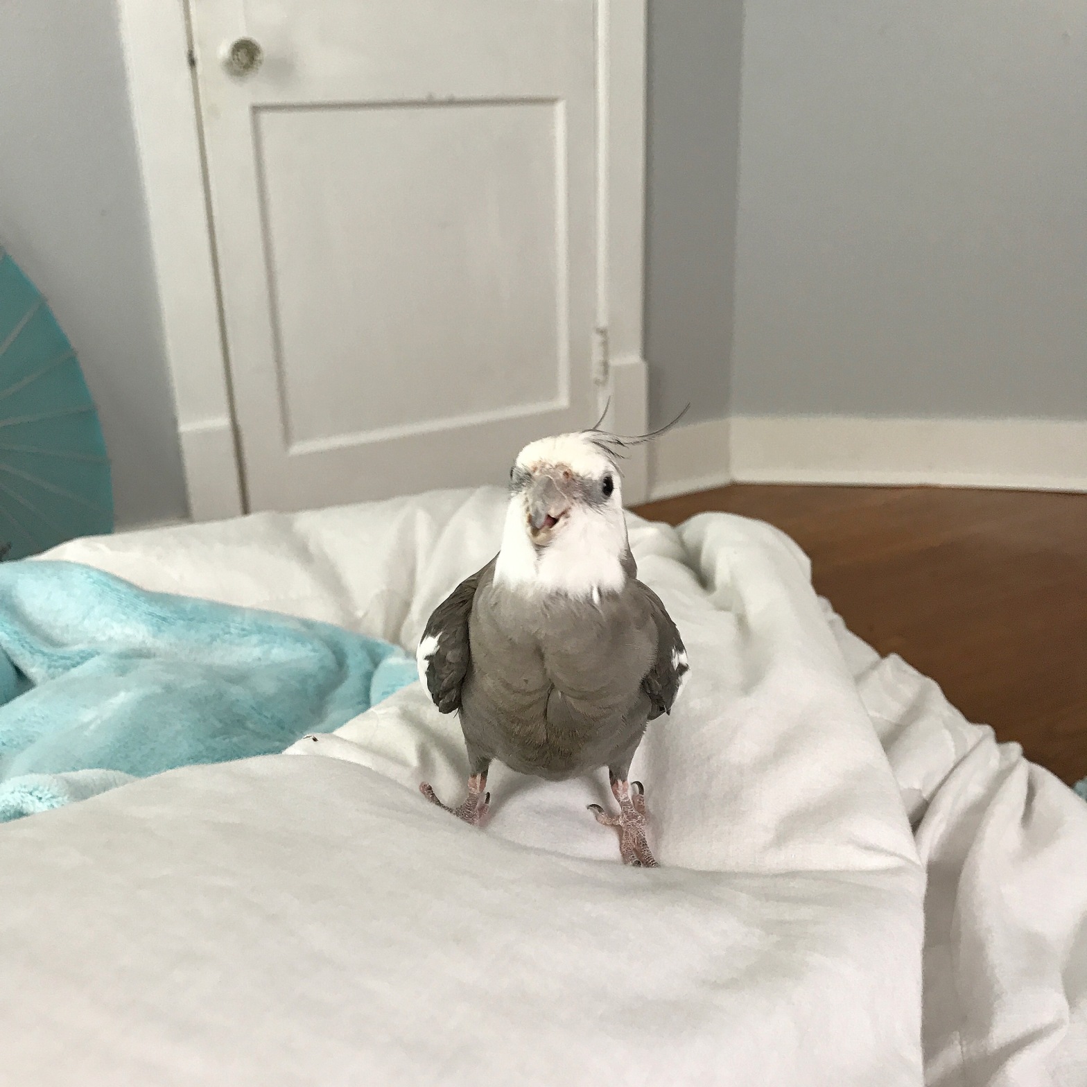 cockatiel on the bed