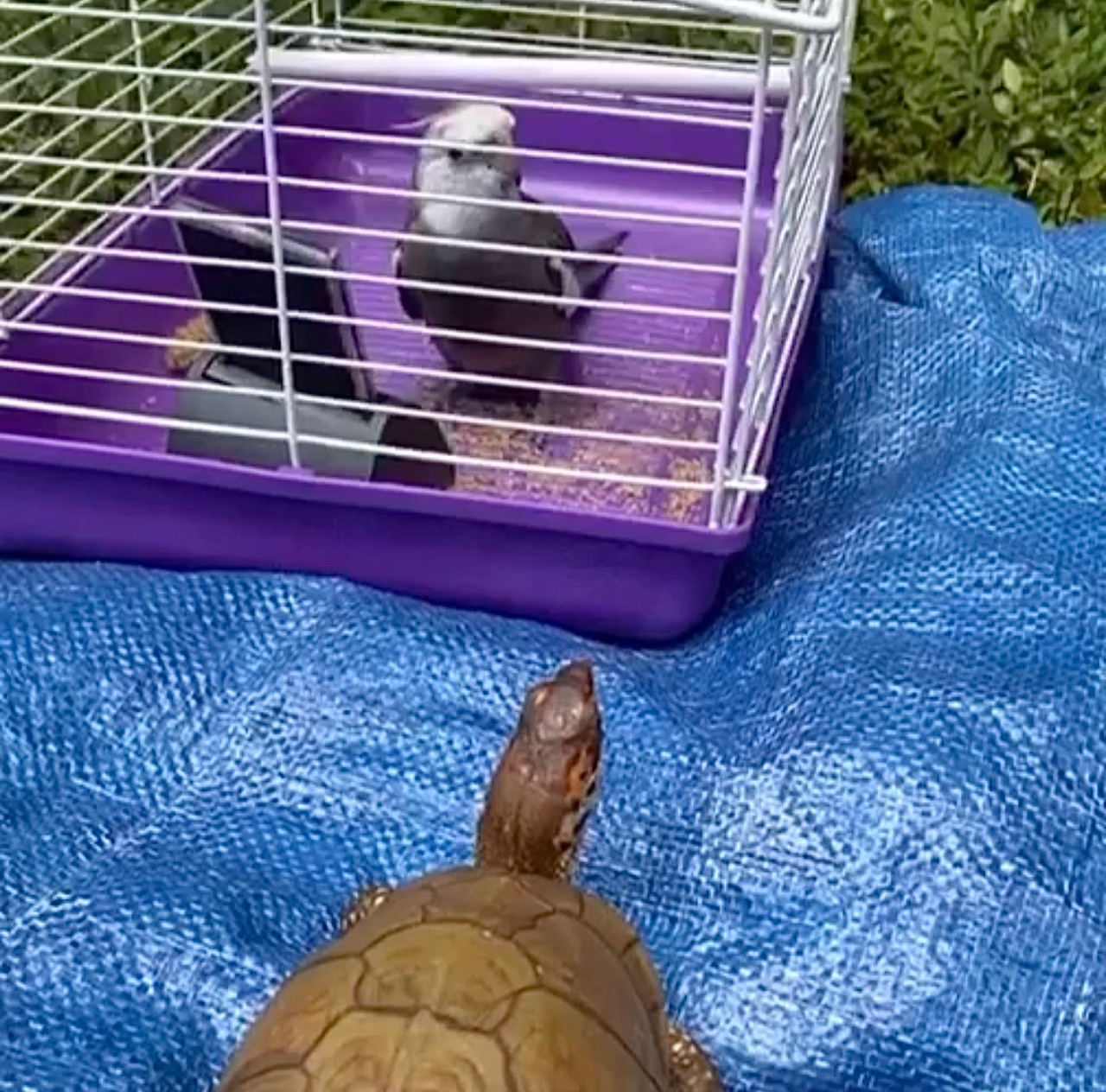 turtle and bird