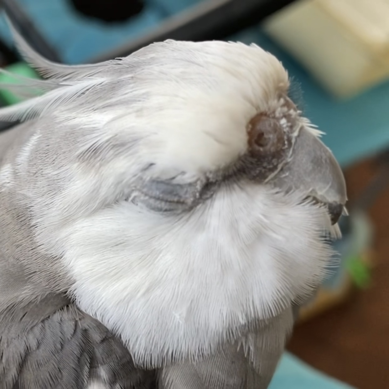 sleepy cockatiel