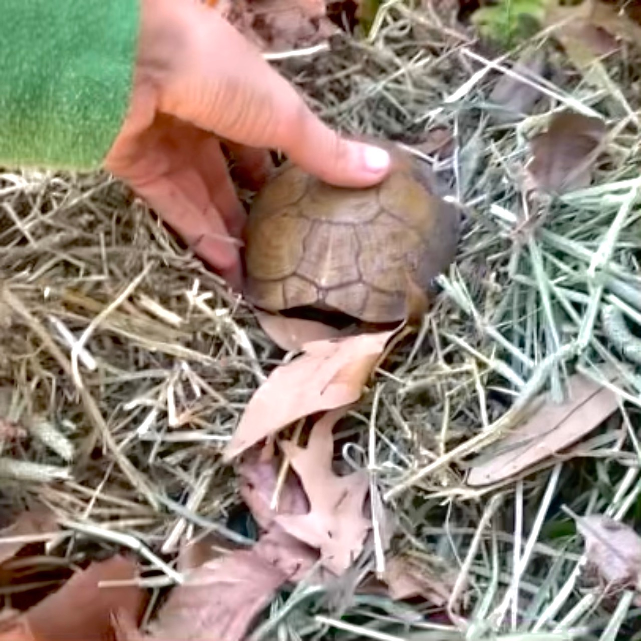 box turtle in hay for hibernation