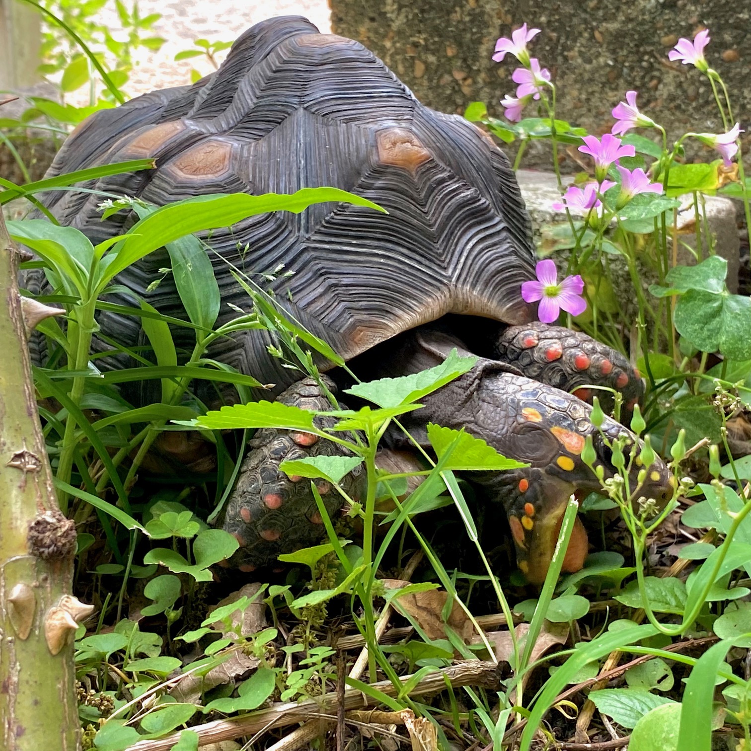 redfoot tortoise mowing the lawn