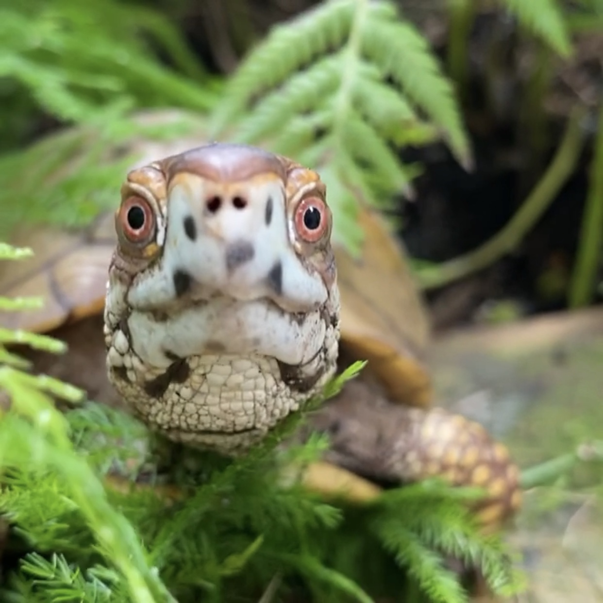 box turtle hides in ferns
