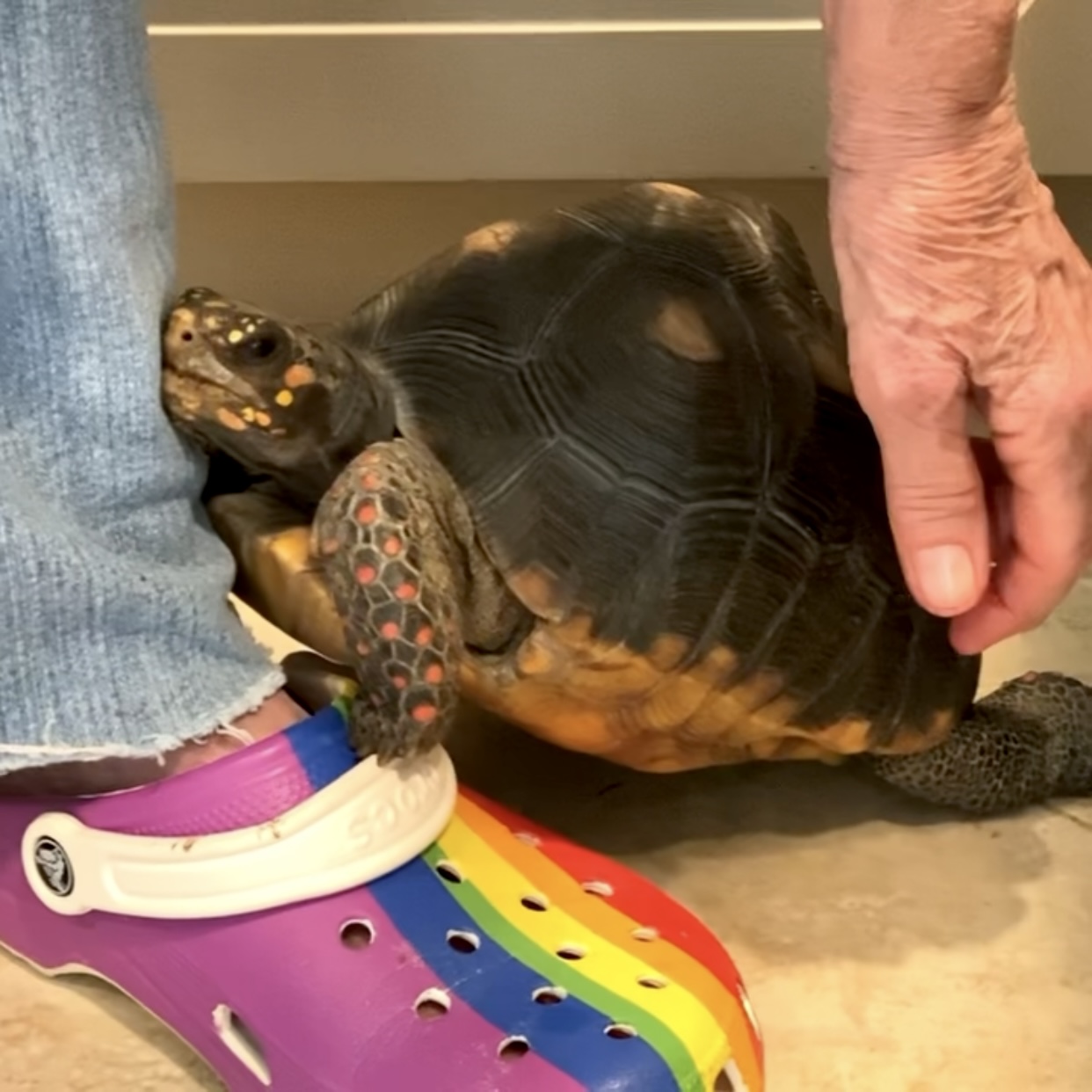 redfoot tortoise cuddles with grandma