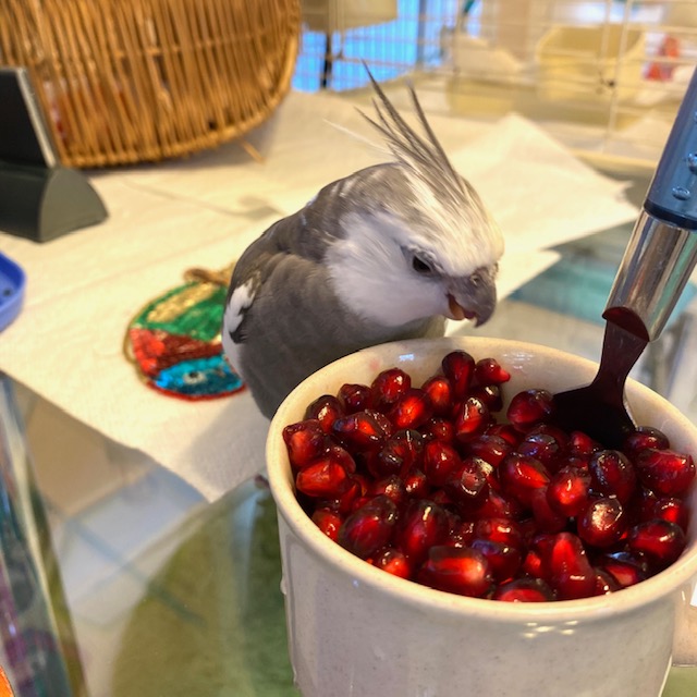 cockatiel with pomegranate seeds
